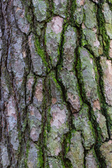 texture nature overlay tree trunk wood