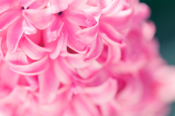 Fototapeta premium Hyacinthus Makro Strzał