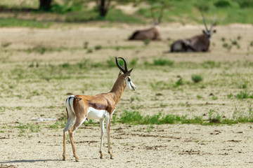 Springbok Antidorcas marsupialis, in green Kalahari, after rain season, South Africa wildlife
