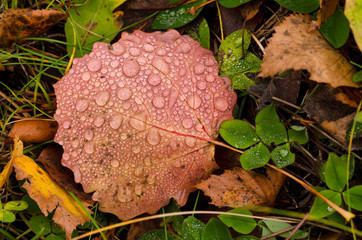 Autumn fallen aspen leaf. There are drops of water on the sheet, streaks on the surface are...