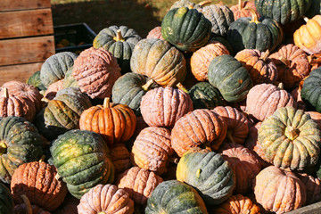 Fresh healthy bio pumpkins on farmer agricultural market at autumn