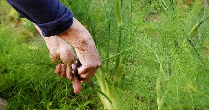 Gardener Harvesting Fennel Fronds