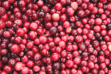 Red cranberries. Juicy fresh cranberries. Pattern of cranberries. Food background.