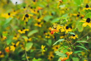 prairie field meadow of yellow daisy sunflower flowers	and small orange jewelweed flowers