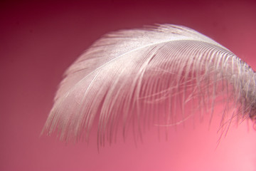 single feather falling down in the air. isolated on pastel pink.
