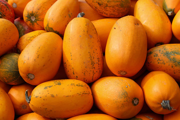 Fresh healthy bio pumpkins on farmer agricultural market at autumn