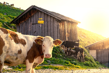 Cow looking at the camera in tyrol alm Austria on the mountains sunrise over the hut hütte barn