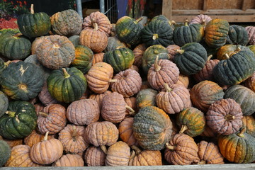 Fresh healthy bio pumpkins on farmer agricultural market at autumn