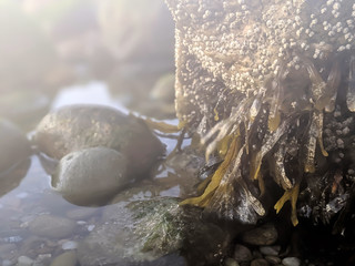 Barnacles and Rocks