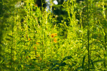 prairie field meadow of yellow daisy sunflower flowers	in the grass