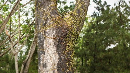 trunk of a tree