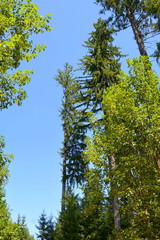 Forest Codlea. Typical landscape in Transylvania, Romania. Green landscape in the midsummer, in a sunny day