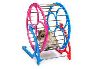 Hamster in wheel on white background.