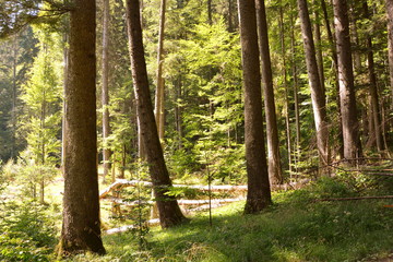 Fototapeta premium Typical landscape in the forests of Transylvania, Romania. Green landscape in the midsummer, in a sunny day