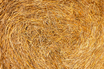 mown hay and straw closeup background