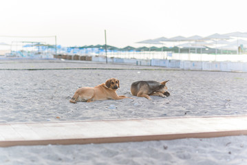 Naklejka premium Two friendly dogs relax on sandy tropical beach near the blue sea.