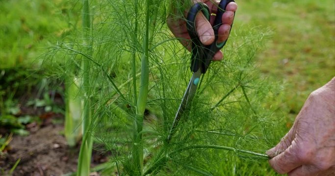 Gardener Harvesting Fennel Fronds