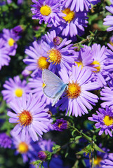 Obraz premium little blue butterfly on bright autumn asters