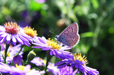butterfly on a flower
