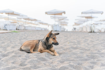 Dog relaxing on sand tropical beach near the blue