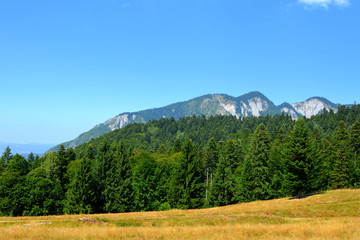 Fototapeta premium Typical landscape in the forests of Transylvania, Romania. Green landscape in the midsummer, in a sunny day