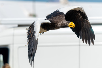 Close up of a Stellers sea eagle (haliaeetus pelagicus)  flying in a falconry demonstration.