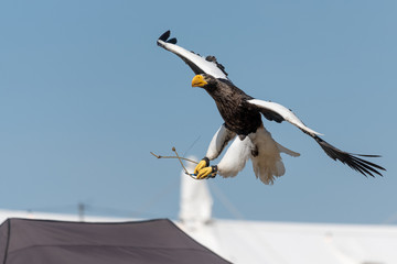 Close up of a Stellers sea eagle (haliaeetus pelagicus)  flying in a falconry demonstration.
