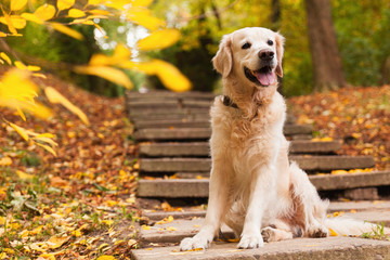 Adorable young golden retriever puppy dog sitting on concrete stairs near fallen yellow leaves....