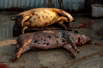 ASF. African swine fever. In the summer in the largest agricultural area of the south of Russia, quarantine was declared. The peasants were asked to destroy the pigs in their farms for two days.