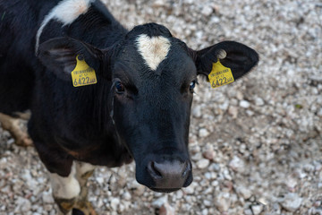 black Cow with with heat shaped white patch looking at the camera in tyrol alm Austria on the mountains milk cheese advertisement