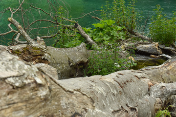 Fototapeta premium Plitvice Lakes. Wall mural. Trees lie in the water. Old forest.