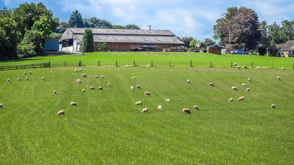 Sheep on green grass Carpet in a Quiet rural town.