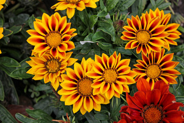 close up of yellow flowers