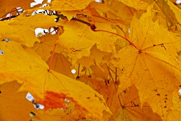 Close up Golden yellow leaves on branches of Beautiful october maple tree, autumn texture for background