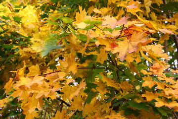 Yellow and green leaves on branches of Beautiful autumn maple tree, october texture for background
