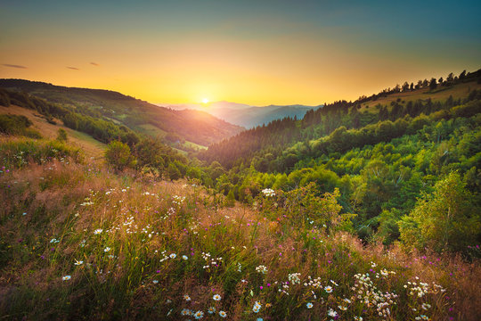 Serene flower field landscape in beautiful setting late summer towards autumn