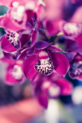 Fototapeta na wymiar Phalaenopsis orchid macro