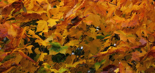 Naklejka na ściany i meble Golden orange, red and green leaves on branches on wind of Beautiful autumn maple tree, october wide texture for background