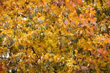 Yellow, green and red leaves on branches of Beautiful autumn maple tree, october texture for background