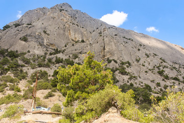 Fototapeta na wymiar Rare vegetation on the cliff.
