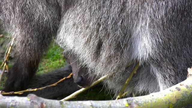 K&auml;nguru mit Baby im Beutel
