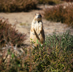 Prairie Dog Colony in Colorado