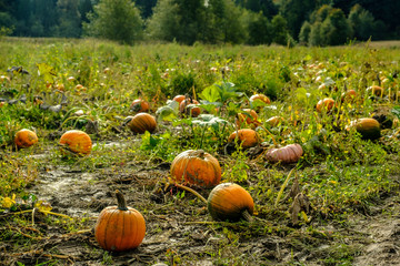 A field of different kinds of pumpkins with trees in the background