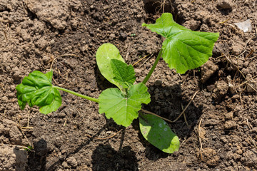 Young seedlings of zucchini in the garden