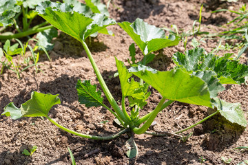 Young seedlings of zucchini in the garden