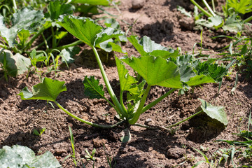 Young seedlings of zucchini in the garden
