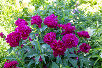 Fototapeta premium Paeonia Lactiflora Grp Peter Brand