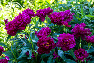 Paeonia Lactiflora Grp Peter Brand