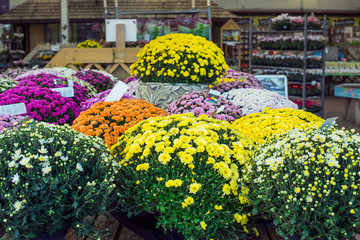 Collection of multicolored chrysanthemum flowers in garden store centre. Yellow, pink, white daisy flowers in planting pots. Summer and autumn nature background in daylight outdoors.