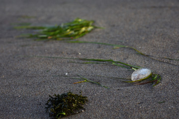 green algae and silver jellyfish in the sand of the seashore